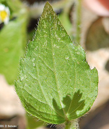 leaf top side