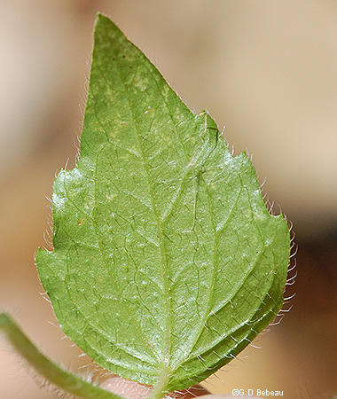 Leaf underside