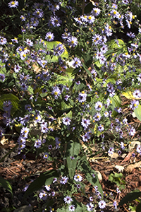 Short's Aster
