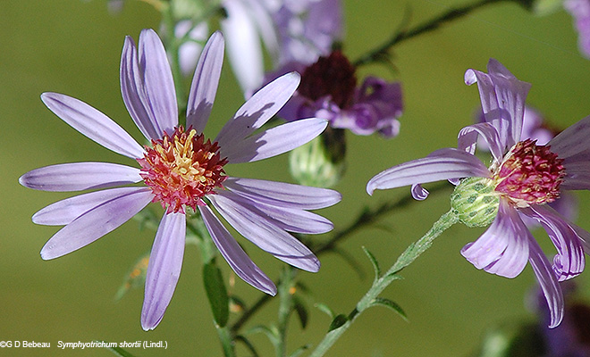 flower detail