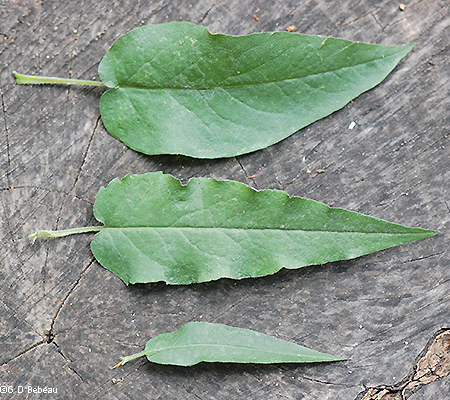 Leaf sizes