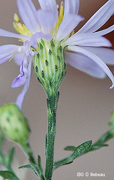 phyllaries