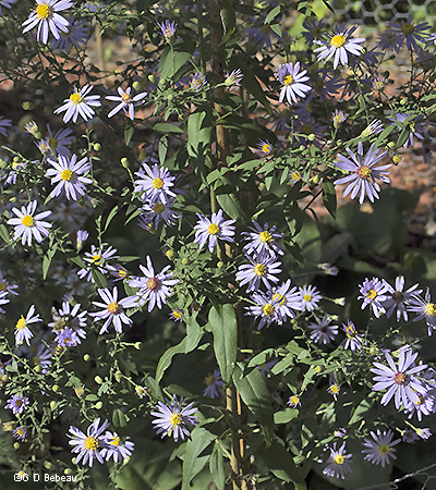inflorescence
