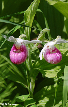 Showy Lady's-slipper 2 flowers