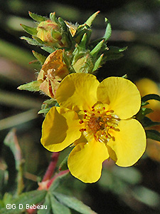 Shrubby Cinquefoil
