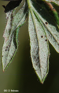 leaf underside