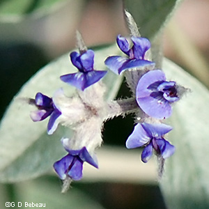 flower cluster