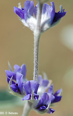 inflorescence