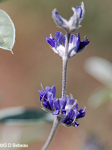 Silvery Scurf Pea