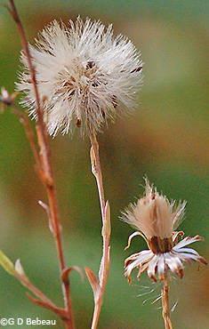 Seed head