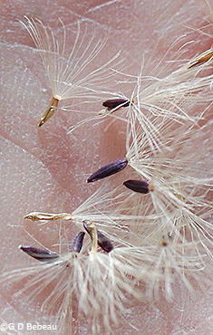 seeds