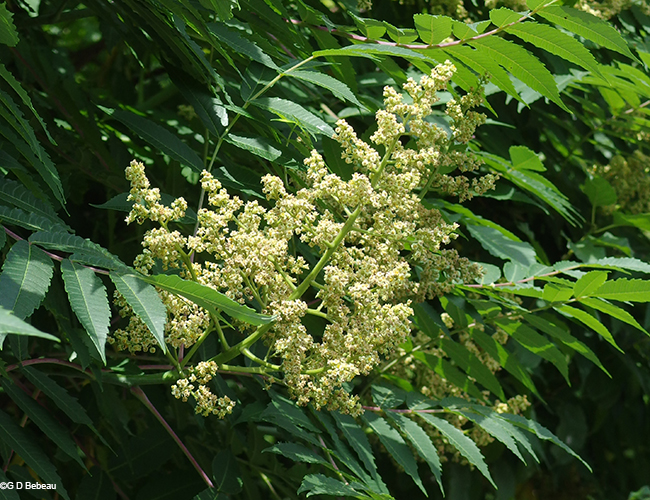 Flower Cluster