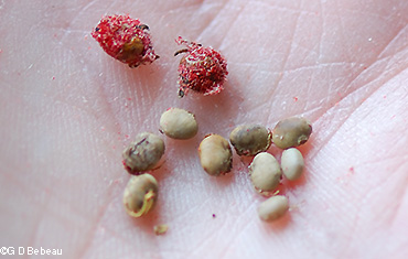 Seeds