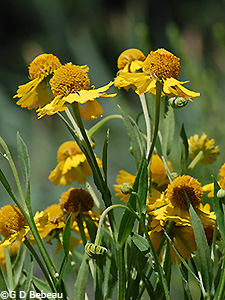 Sneezeweed