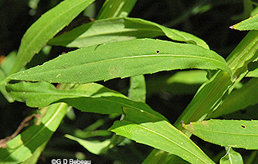 Sneezeweed leaf