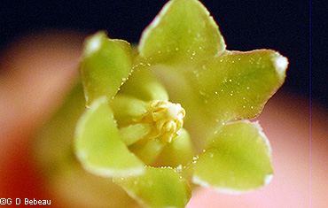 flower stamens