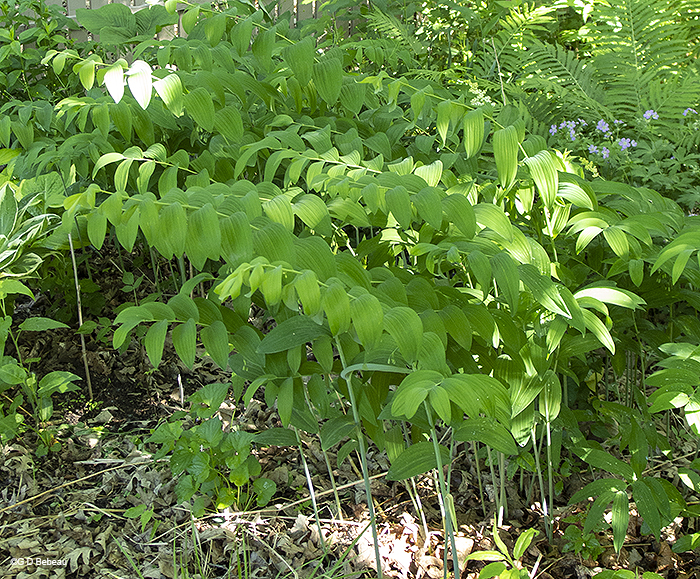 clump of plants