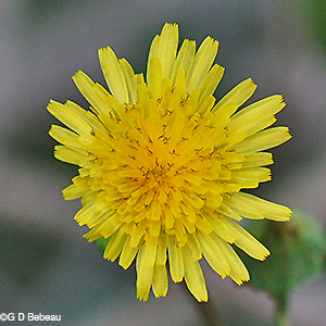 Spiny Field Thistle flower