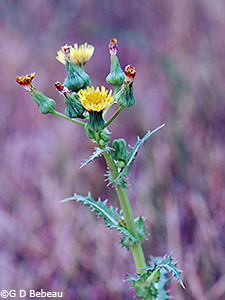 Spiny sowthistle