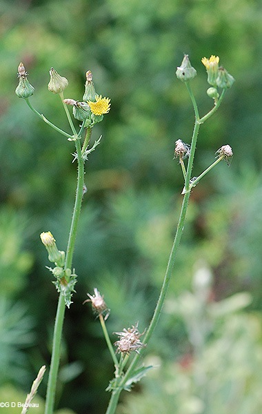 upper stems