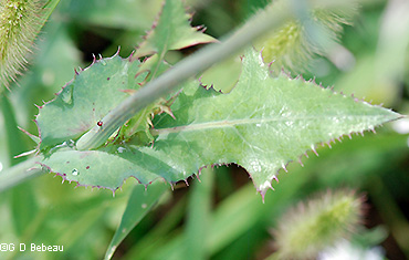 Spiny Sow Thistle leaf