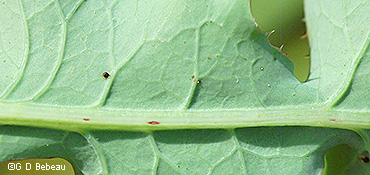 leaf underside