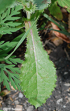 lower leaf