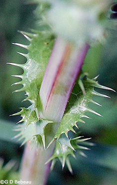 Clasping leaf