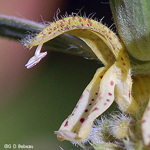 flower closeup