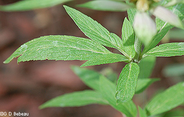 leaf upper side