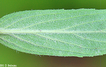 leaf under side
