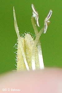 stamens
