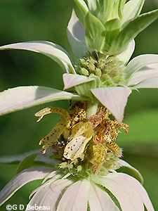 Spotted Beebalm