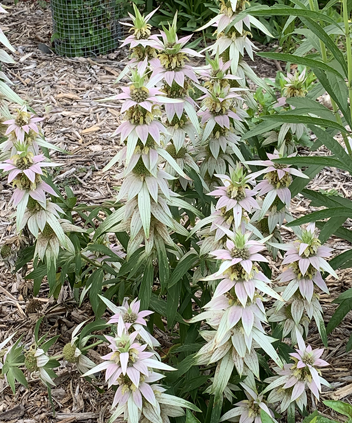 spotted beebalm plant