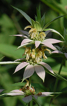 Spotted Beebalm