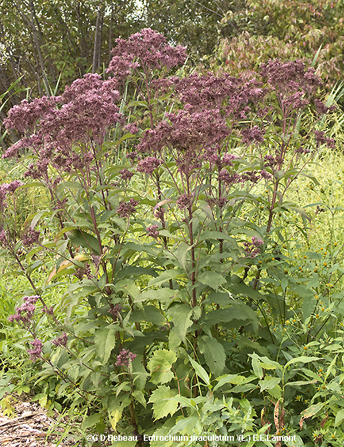 full plant