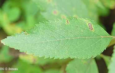 stem leaf