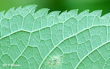 leaf underside