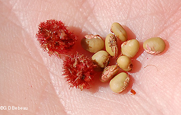 Seed