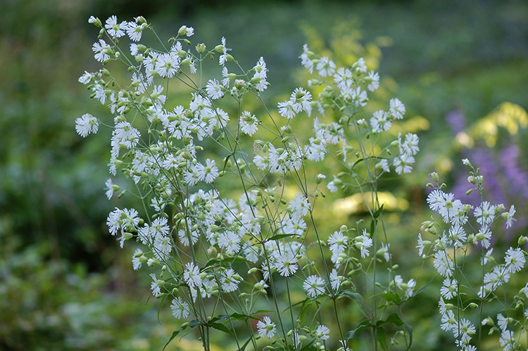 starry campion flower group