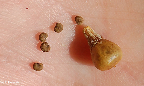 seed and capsule