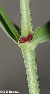 stem node