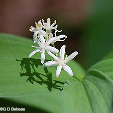 Starry False Solomon's SEal