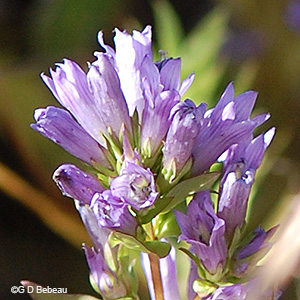 flower cluster