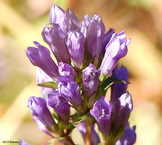 flower detail