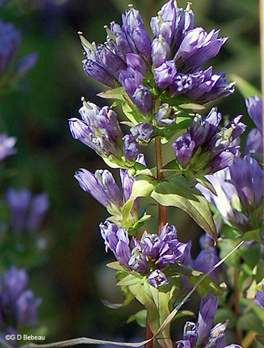 Inflorescence