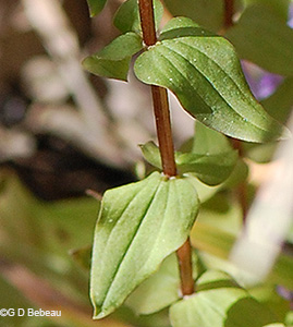leaves