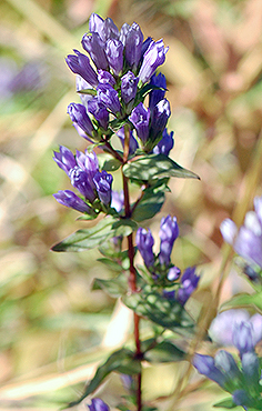 Stiff Gentian