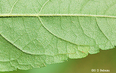 leaf underside