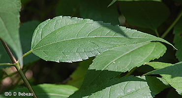 upper leaf
